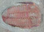 Pair Of Ordovician Euloma Trilobites - Zagora, Morocco #58930-1